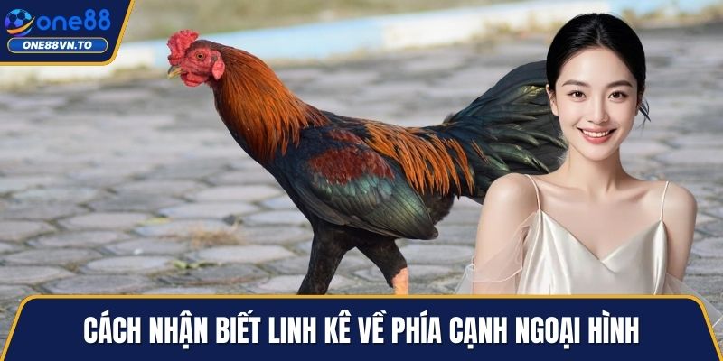 Cách nhận biết linh kê về phía cạnh ngoại hình