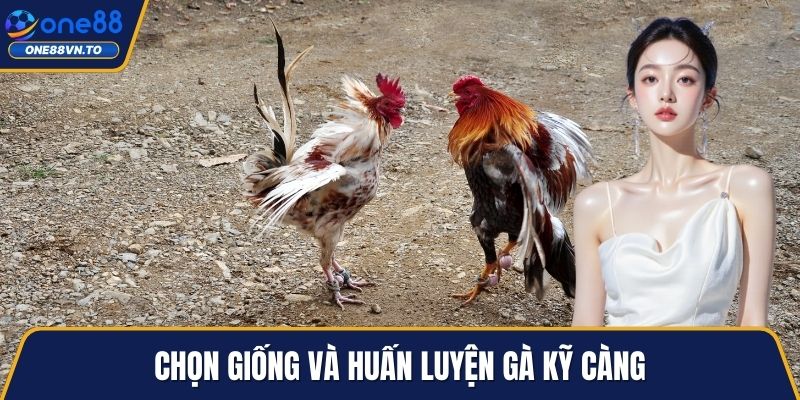 Chọn giống và huấn luyện gà kỹ càng